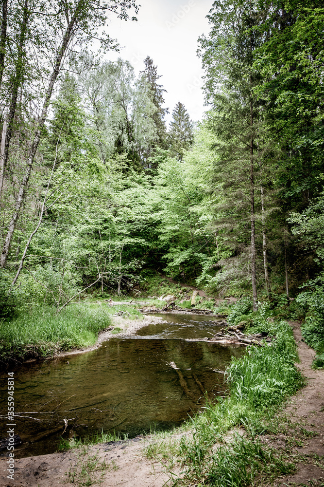 Obraz premium stream in the forest