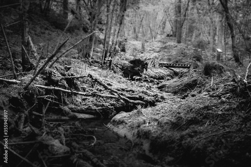 old tree stump