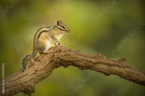 Siberian chipmunk seen from the side resting on a branch in a forest