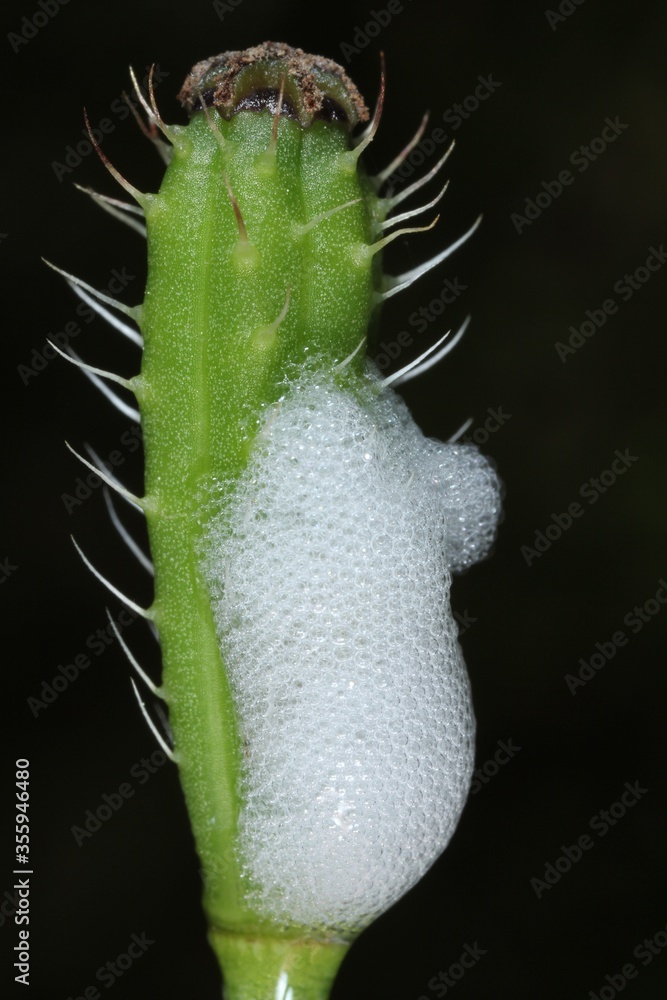 larva (nymph) of Philaenus spumarius, the meadow froghopper or meadow