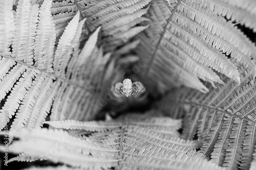 Obraz na płótnie Polypodiopsida, Syn.: Filicopsida, Pteridopsida