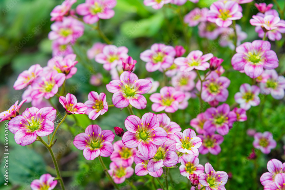 Small alpine pink flowers ground cover background Small alpine pink flowers ground cover background