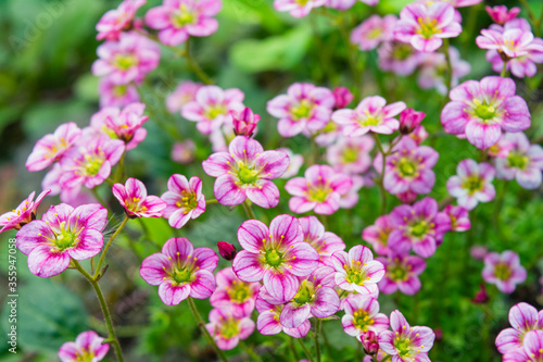 Small alpine pink flowers ground cover background © Koxae