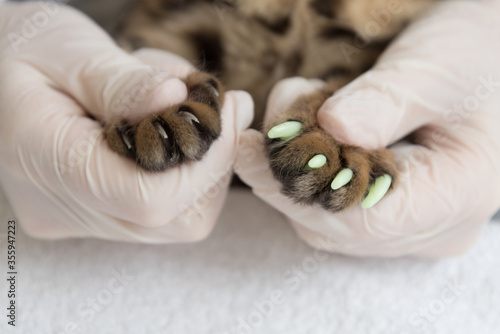 The veterinarian puts special caps on the cat's claws. One paw is already processed, the second paw is not processed yet. Close up. The concept of protection and security. photo