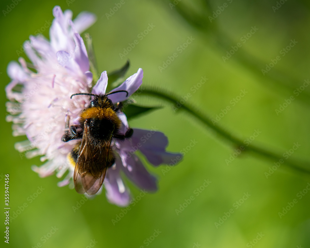 bee on a flower bee on a flower