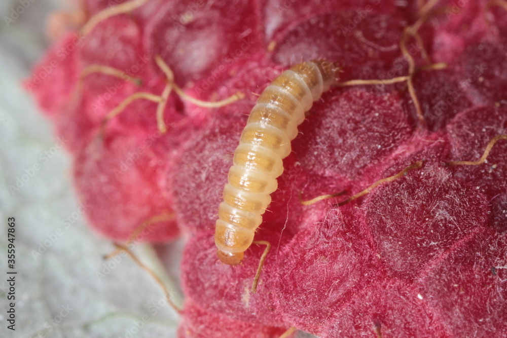 Larva of the raspberry beetle (Byturus tomentosus) on damaged fruit. It