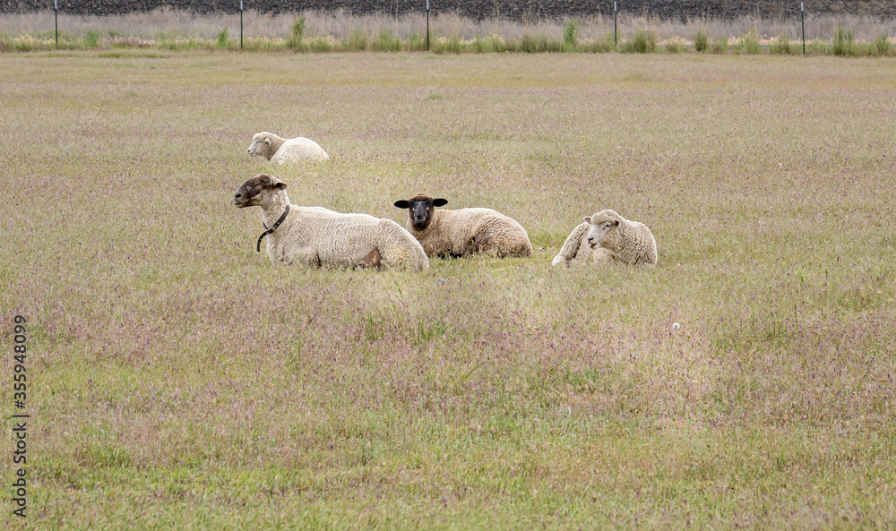Four sheep resting in a field