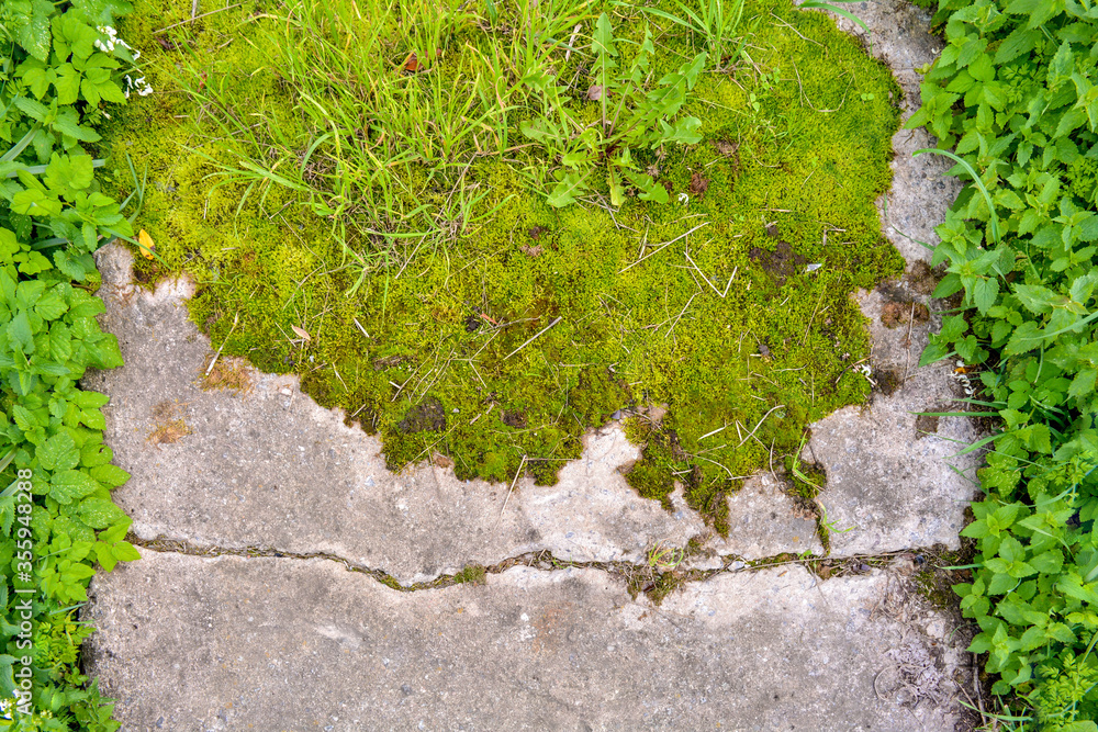 Broken and destroyed old cement walk way floor between them with moss and grass Broken and destroyed old cement walk way floor between them with moss and grass