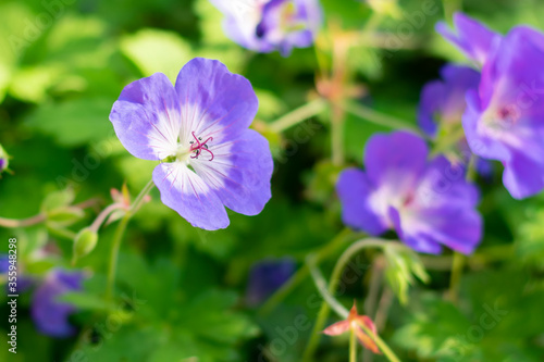 Close up view of bright beautiful geranium rozanne flower with green leaves on daylight. Beauty in nature. Flowers with purple petals, summer time