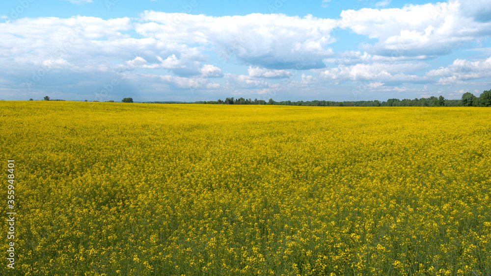 Vast field with yellow flowers and a cloudy sky