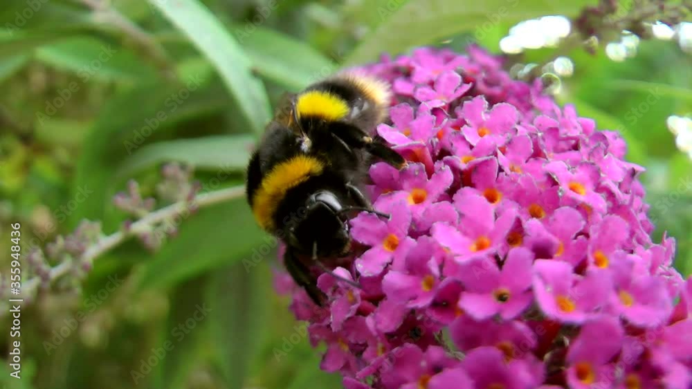 A buff-tailed European bumblebee collecting pollen from a lilac bush in UK urban/city garden. A buff-tailed European bumblebee collecting pollen from a lilac bush in UK urban/city garden.