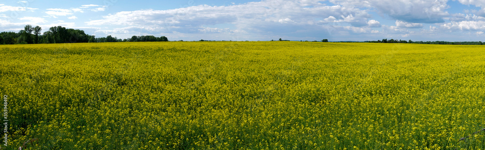 Vast field with yellow flowers and a cloudy sky Vast field with yellow flowers and a cloudy sky