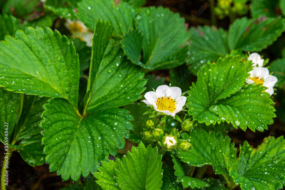 Strawberry bush with flowers in the garden Strawberry bush with flowers in the garden