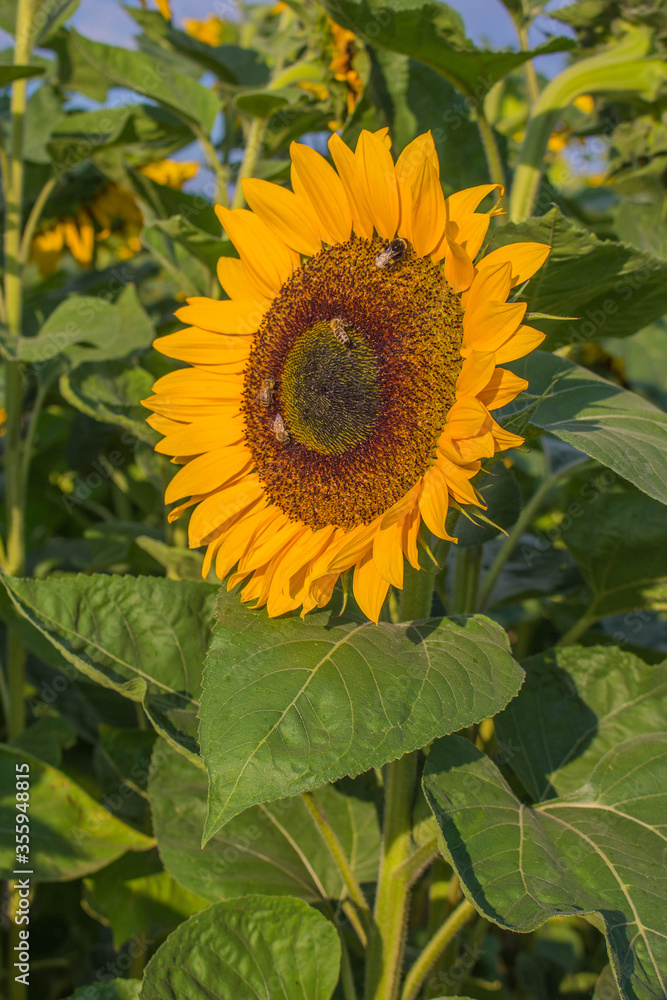Sonnenblume Sonnenblume