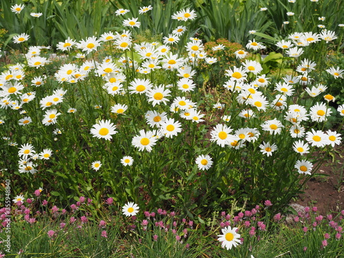 Beautiful meadow in springtime full of flowering daisies with white yellow blossom and green grass - oxeye daisy, leucanthemum vulgare, dox-eye, common daisy, dog daisy, moon daisy - concept garden