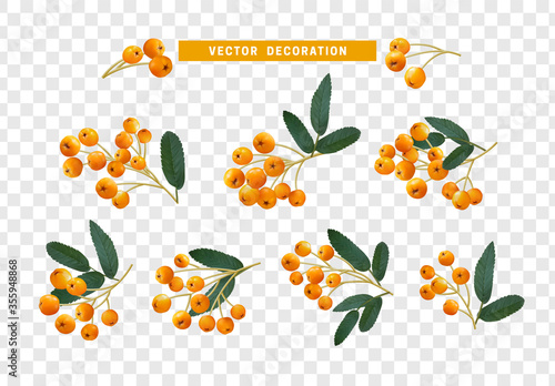 Set of realistic rowan berries, hawthorn, viburnum. vector illustration