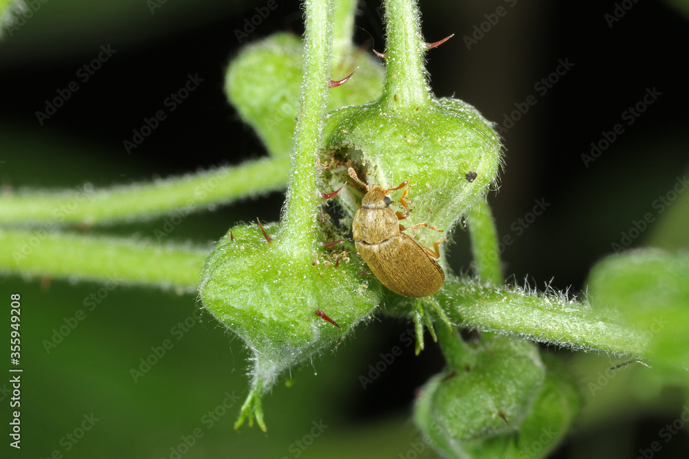 The raspberry beetle (Byturus tomentosus) on damaged flower buds of raspberries. It is a beetles from fruit worm family Byturidae a major pest affecting raspberry, blackberry and loganberry plants The raspberry beetle (Byturus tomentosus) on damaged flower buds of raspberries. It is a beetles from fruit worm family Byturidae a major pest affecting raspberry, blackberry and loganberry plants