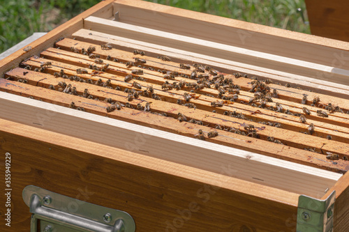 Bilde på lerret Close-up of kind-natured worker bees on the top of wooden frames in the beehive’s brood chamber