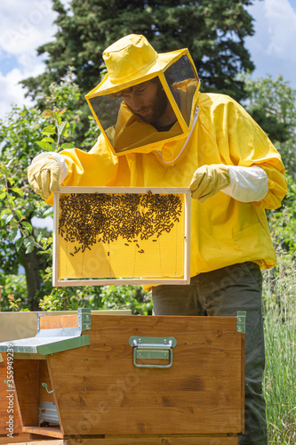 A beekeeper in yellow work wear checks the progress of cells building on a newly-added honeycomb frame to evaluate the health and strength of the Carniolan honey bees colony on a sunny day in Italy.