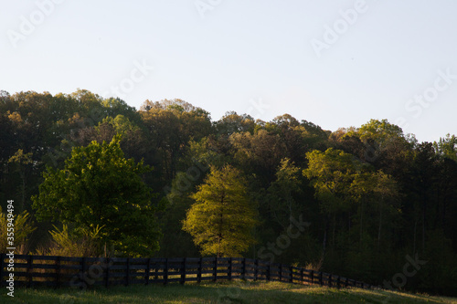 Landscape with trees and fence