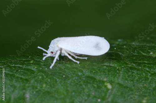 The Cabbage Whitefly (Aleyrodes proletella) on papaver. It is a species of whitefly from the Aleyrodidae family, pest of many crops. photo