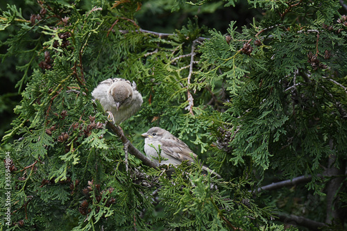 Mother sparrow with its newborn baby, perched in a cedar bush