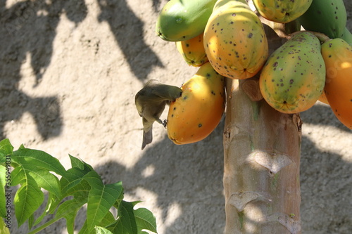fresh figs on a tree