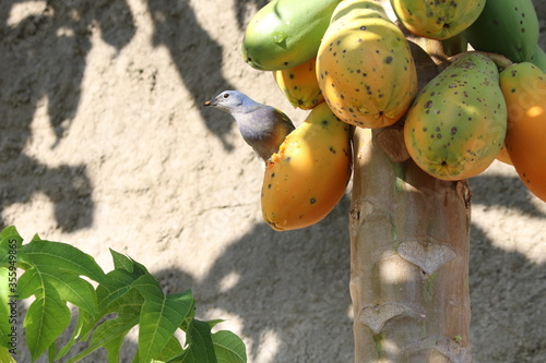 banana on the tree