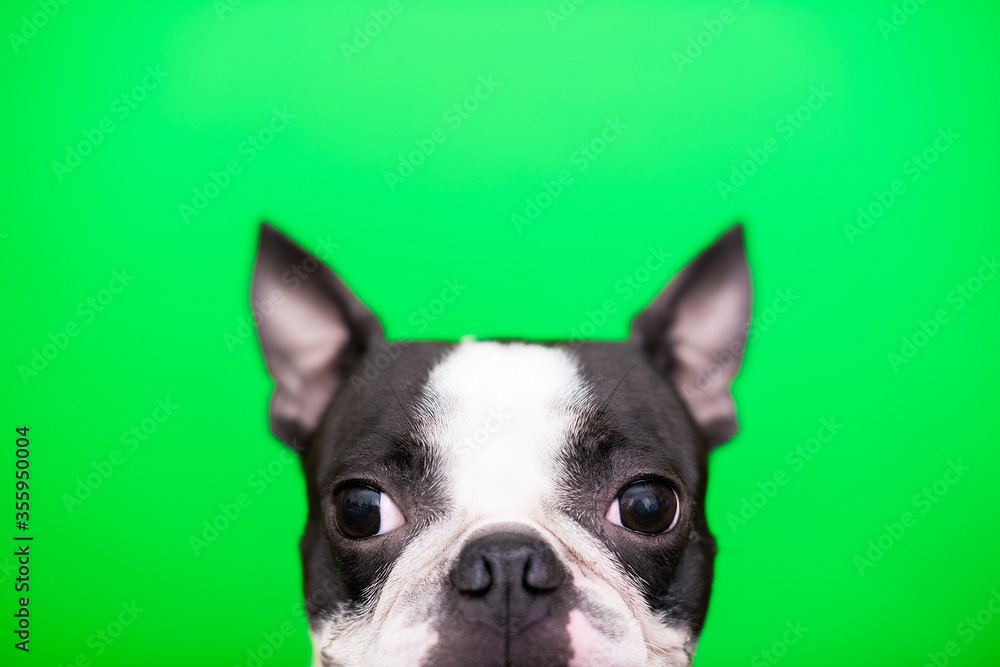 The head of a Boston Terrier dog looks out from below on a green background. Creative. The head of a Boston Terrier dog looks out from below on a green background. Creative.