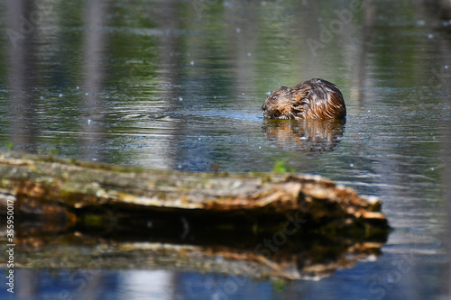 Baby beaver eating seaweed in a pound © Switch Lab