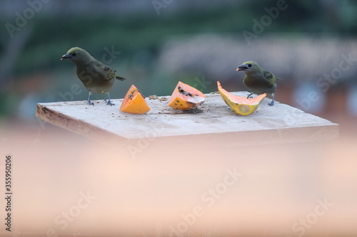 birds in the snow