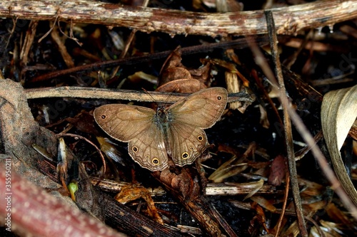 butterfly on the ground