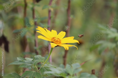 bee on yellow flower