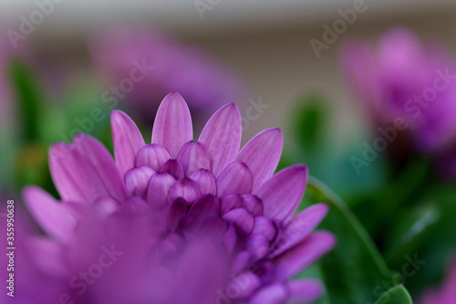 macro of an purple flower