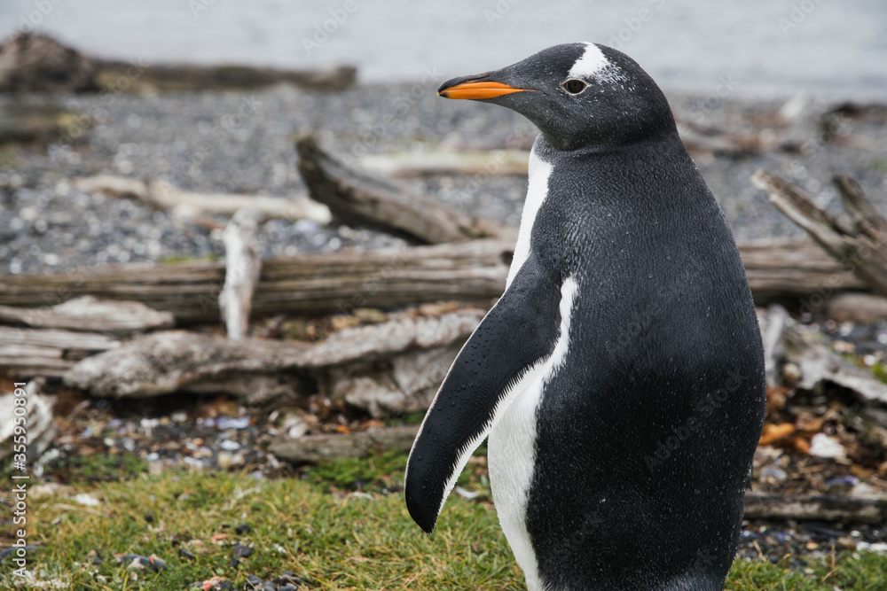 Naklejka premium Wild penguin, Pygoscelis papua papua, with red beak, in natural habitat