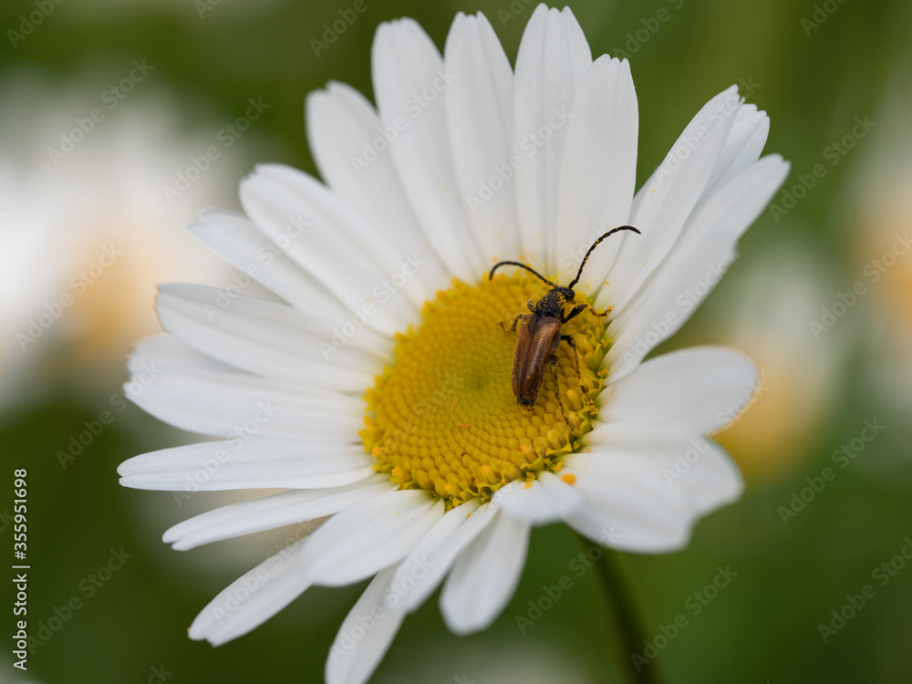 Fototapeta premium Owad