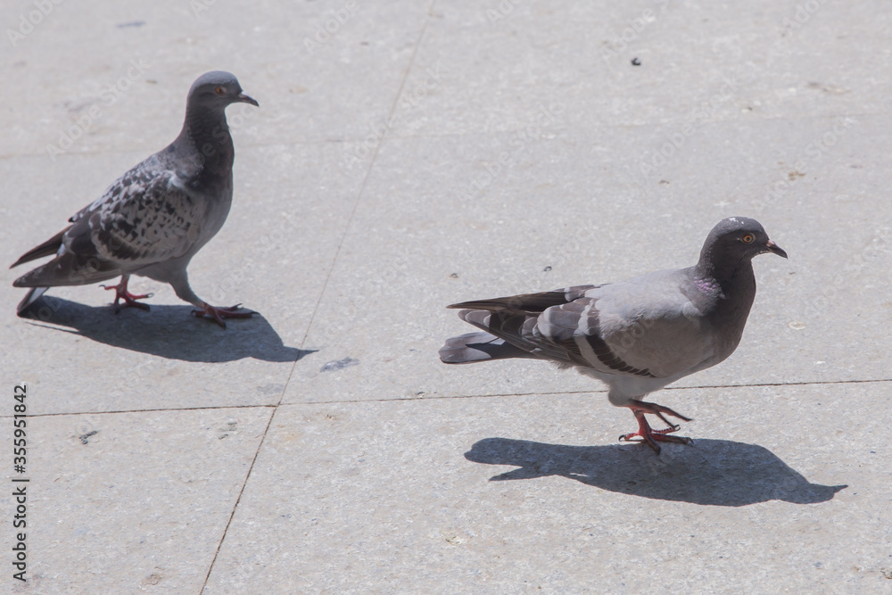 Obraz premium Pigeon walking on paving stones in the city . One dove stand up on marble wall . Feral pigeons, also called city doves, city pigeons, or street pigeons Doves .
