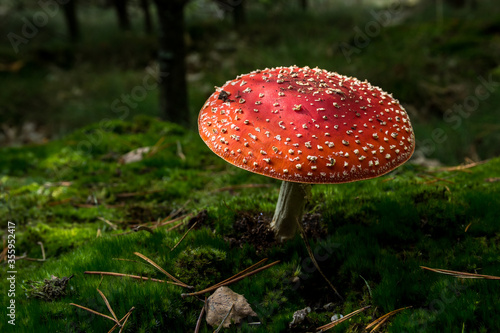 Amanita red mushroom in forest, poisonous fungus