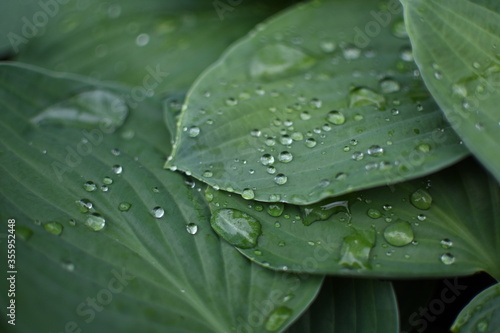 Green leaves coverd with raindrops