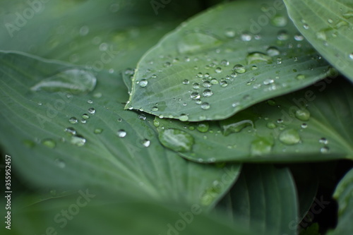 Green leaves coverd with raindrops
