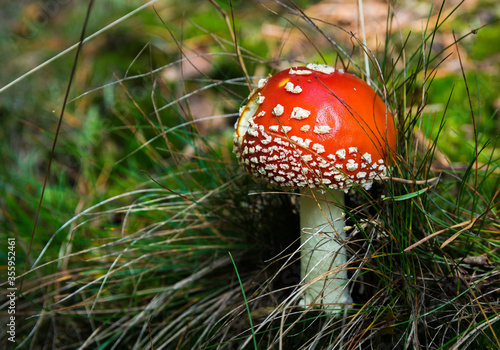 Amanita red mushroom in forest, poisonous fungus