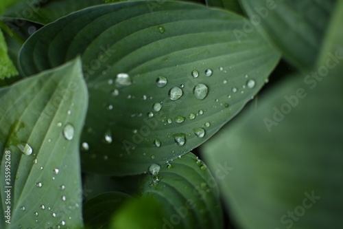 Green leaves coverd with raindrops