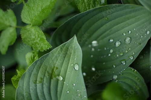 Green leaves coverd with raindrops