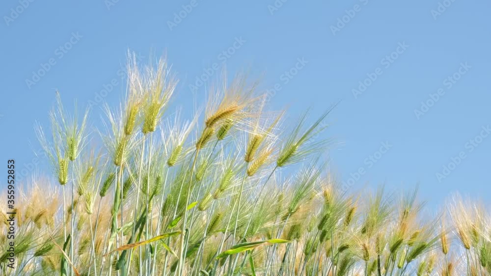 大麦(六条大麦) 大麦(六条大麦)