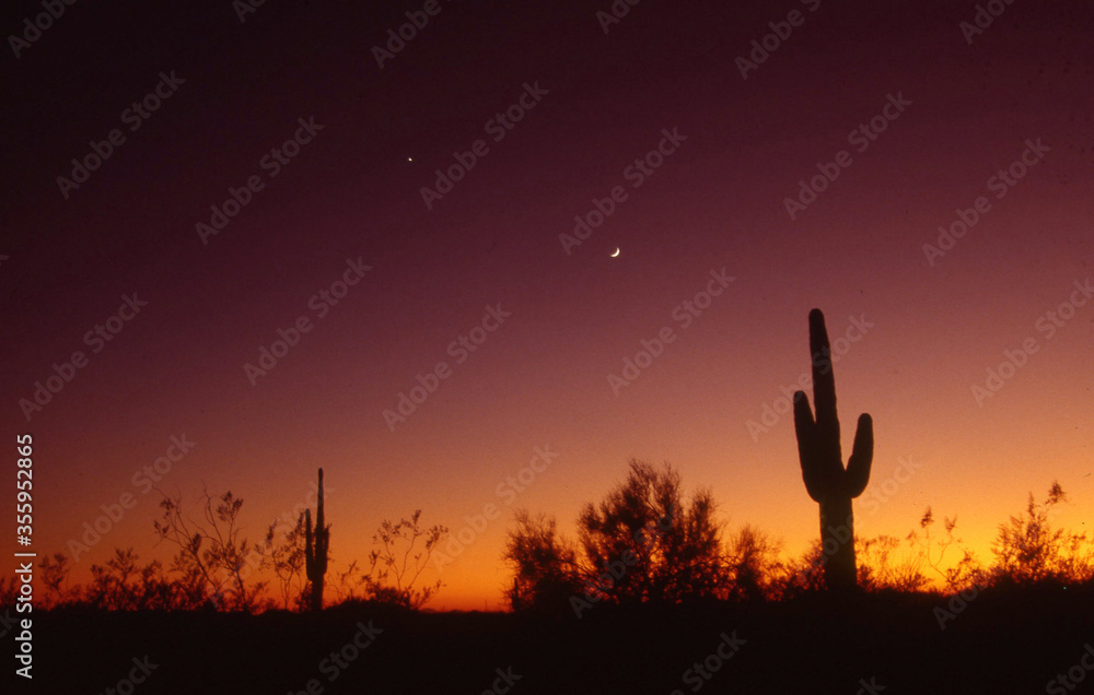Arizona Sunset with Venus, Crescent Moon & Saguaro