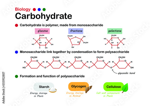 Biology diagram show structure and formation of carbohydrate, made from sugar, monosaccharide and function of starch, glycogen and cellulose. photo