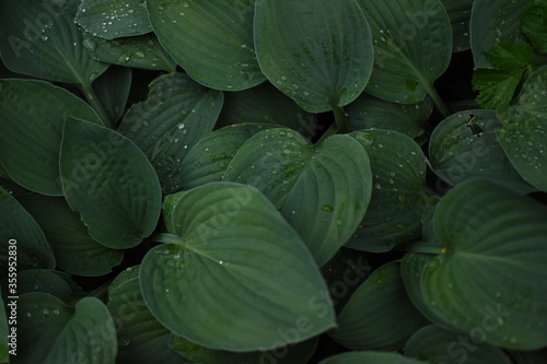 Green leaves coverd with raindrops