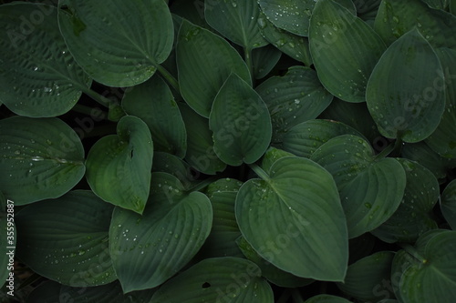Green leaves coverd with raindrops
