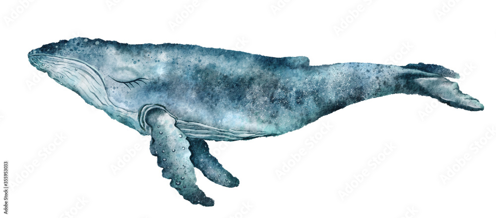 Watercolor illustration, humpback, a blue whale with closed eyes. Isolated on white background. Cute underwater animal art. Design for art print, decor, card, nature and ocean theme, cover, poster Watercolor illustration, humpback, a blue whale with closed eyes. Isolated on white background. Cute underwater animal art. Design for art print, decor, card, nature and ocean theme, cover, poster