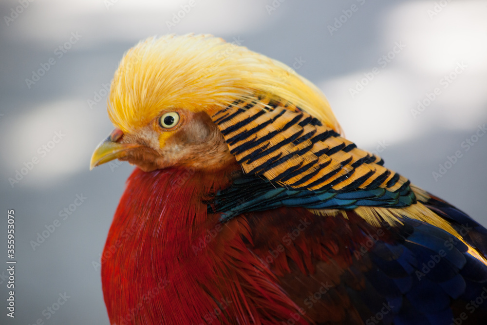 Colorful Chinese Golden Pheasant